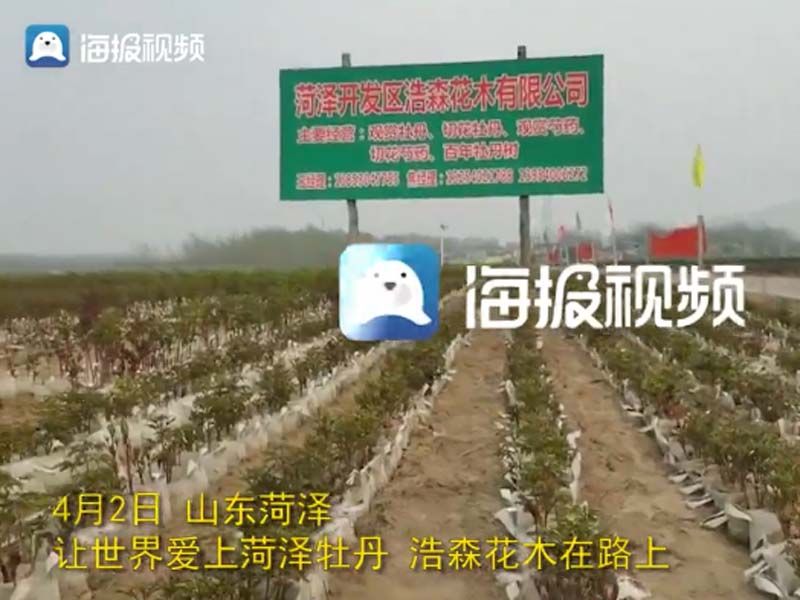 市牡丹產業(yè)中心、市宣傳部的領導及各大媒體來公司基地考察指導工作