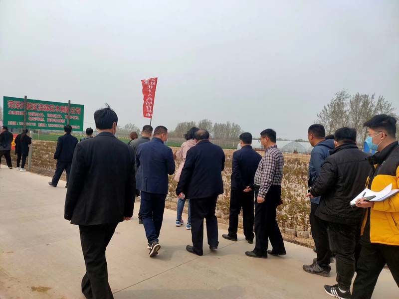 市牡丹產(chǎn)業(yè)中心、市宣傳部的領導及各大媒體來公司基地考察指導工作
