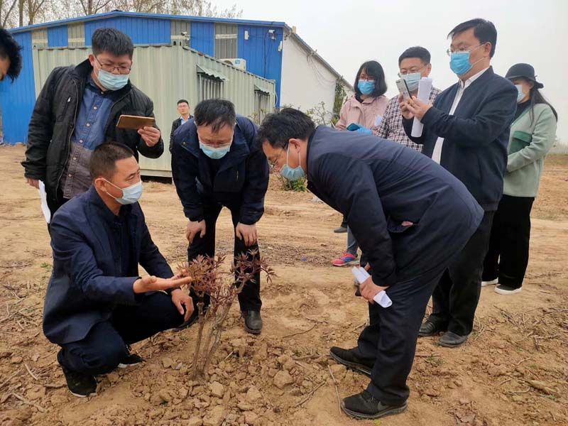 市牡丹產(chǎn)業(yè)中心、市宣傳部的領導及各大媒體來公司基地考察指導工作