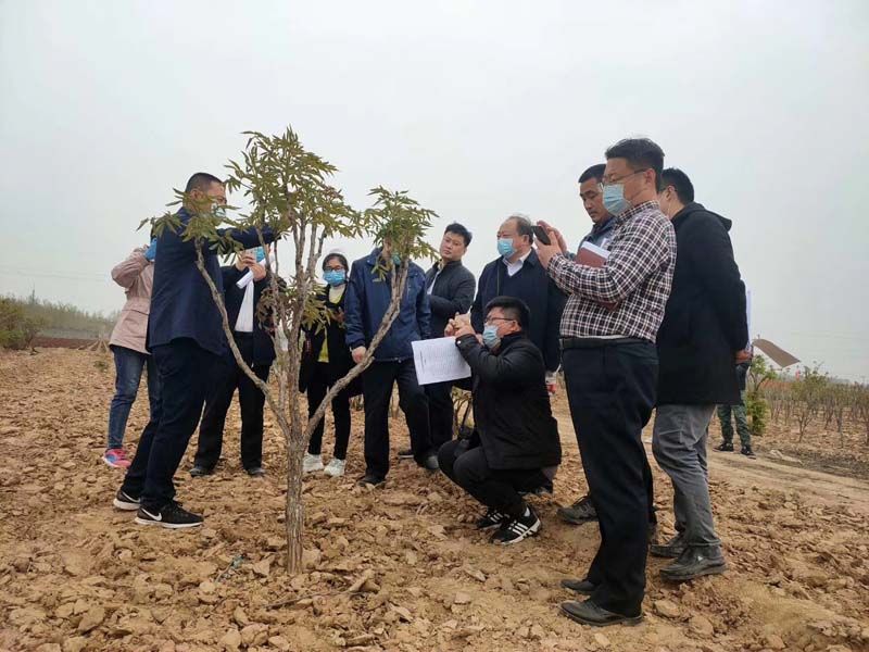 市牡丹產(chǎn)業(yè)中心、市宣傳部的領導及各大媒體來公司基地考察指導工作