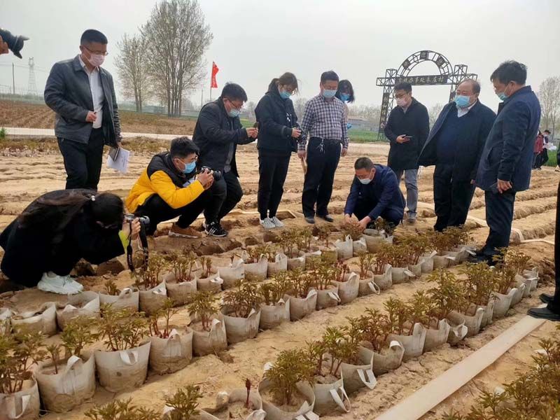 市牡丹產(chǎn)業(yè)中心、市宣傳部的領導及各大媒體來公司基地考察指導工作