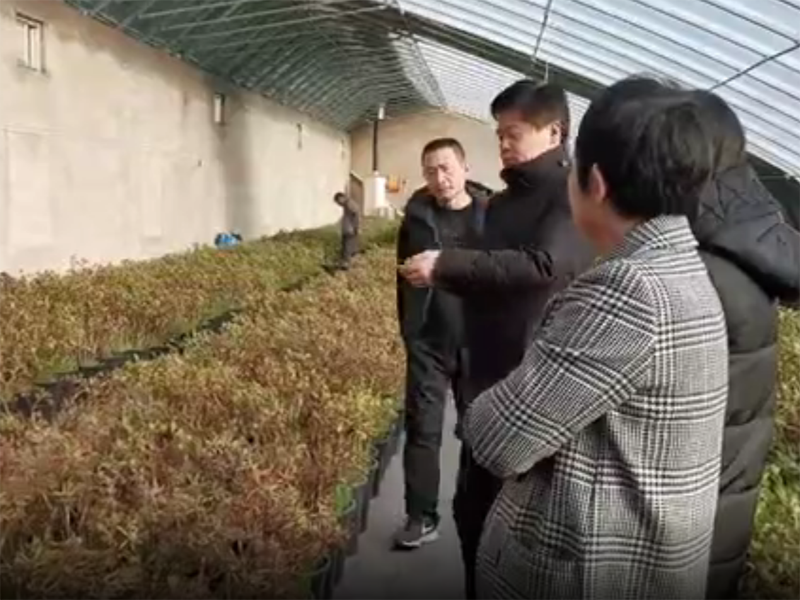 視頻丨驚艷了！隆冬菏澤牡丹含苞待放吐芬芳